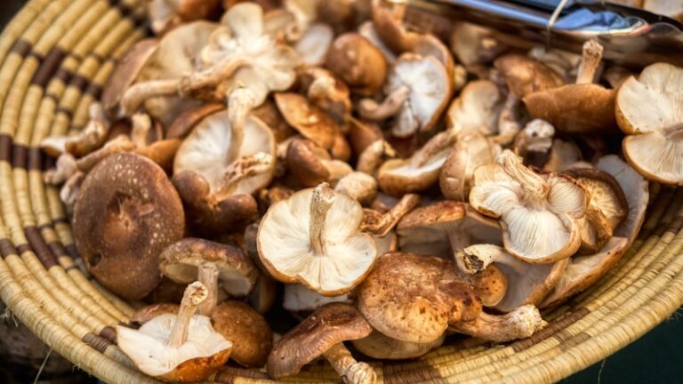 しいたけが古いときは食べられる？見分け方と安全な保存術